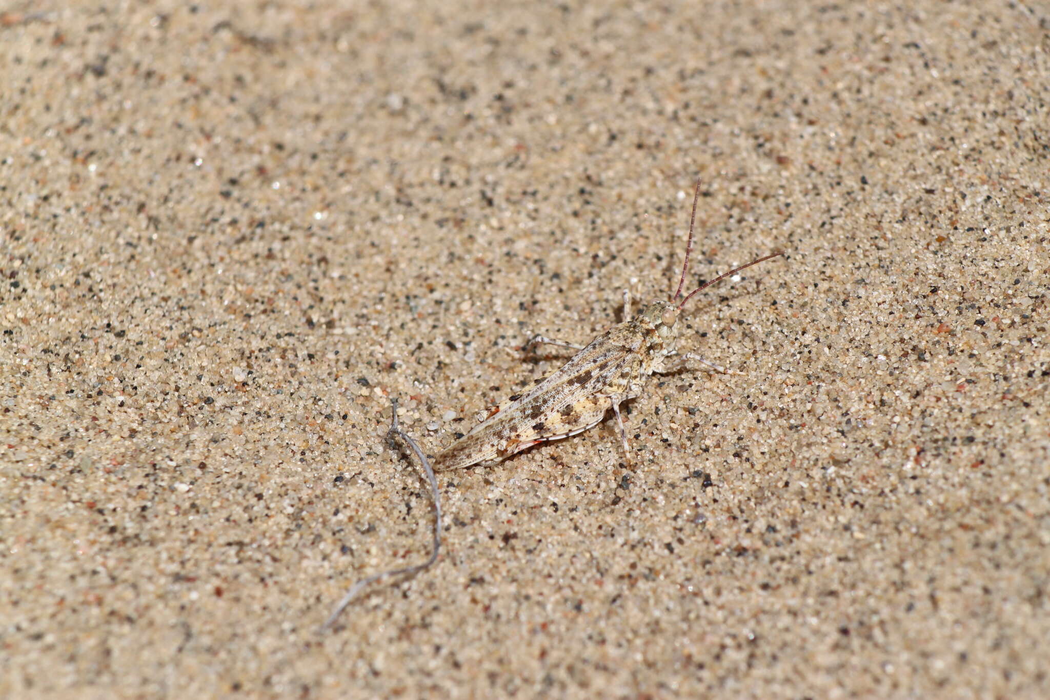 Image of Trimerotropis agrestis McNeill 1900