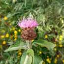 Слика од Centaurea jacea subsp. vinyalsii (Sennen) O. Bolòs, Nuet & Panareda