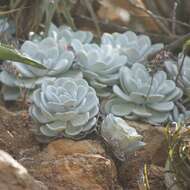 Image of Echeveria laui R. Moran & J. Meyran