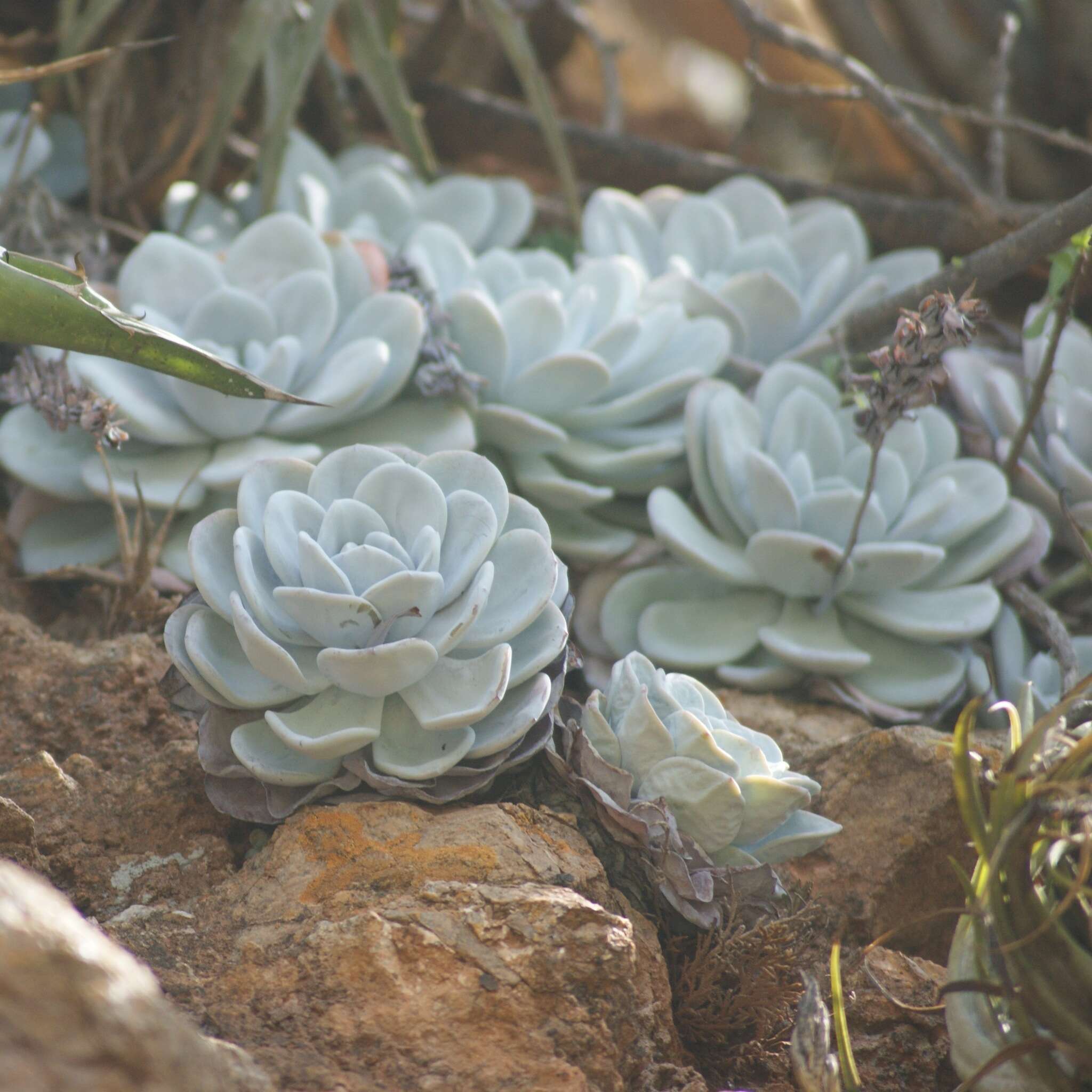 Image of Echeveria laui R. Moran & J. Meyran