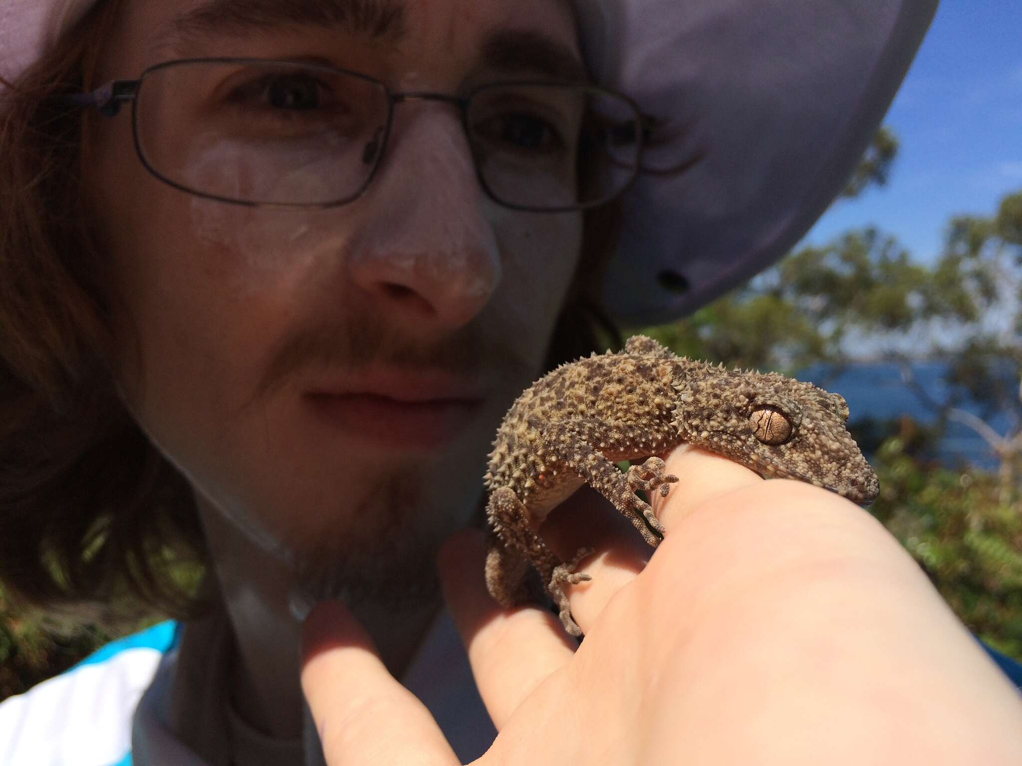 Image of Broad-tailed Gecko