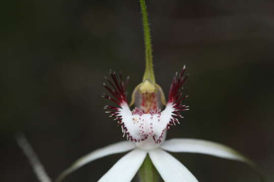 Image of Darling Scarp white spider orchid