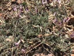 Image of chestnut milkvetch