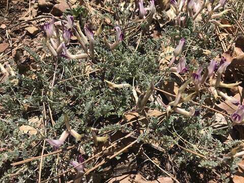 Sivun Astragalus castaneiformis S. Wats. kuva