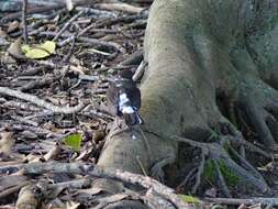 Turdus merula merula Linnaeus 1758的圖片