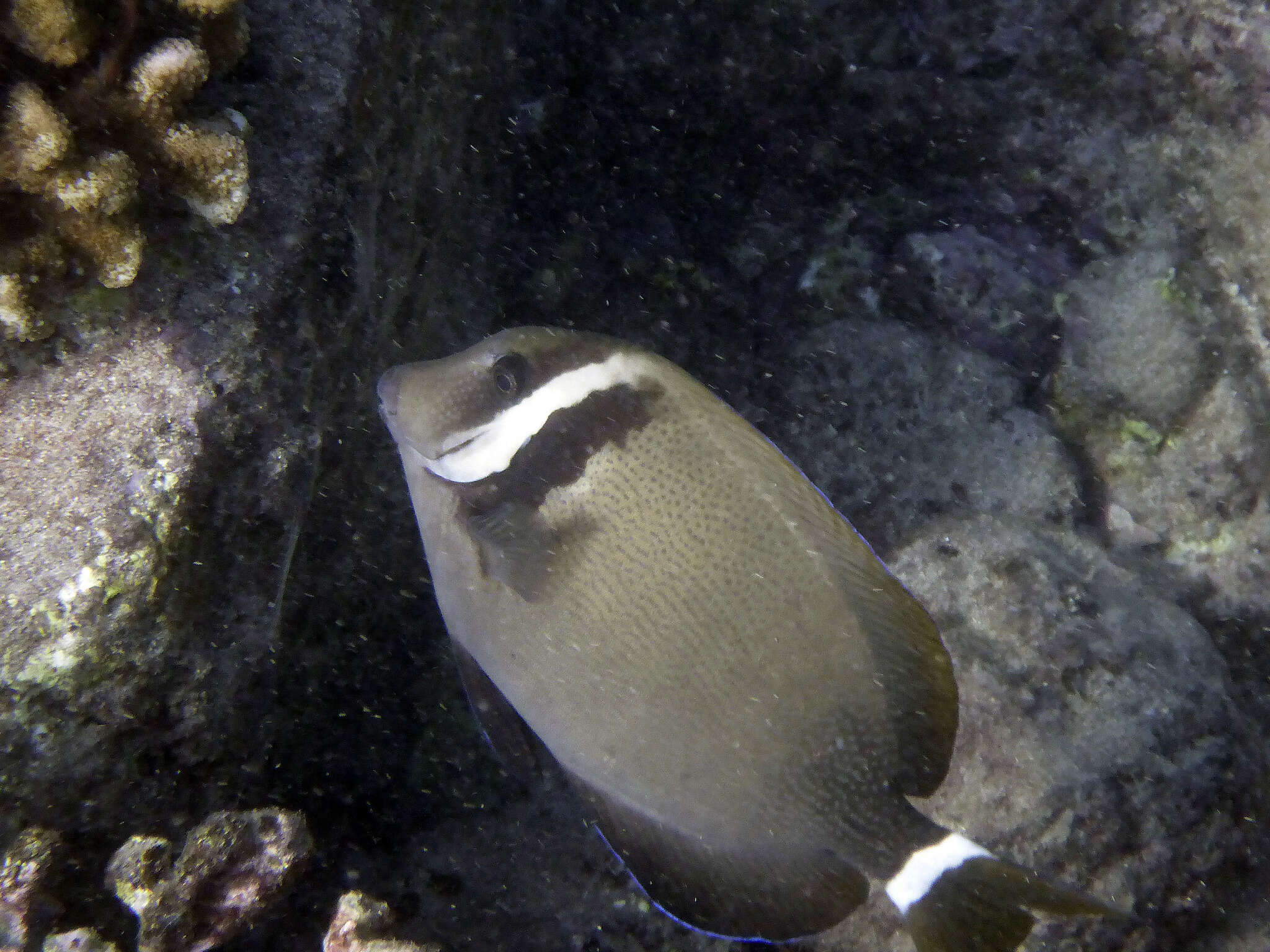 Imagem de Acanthurus leucopareius (Jenkins 1903)