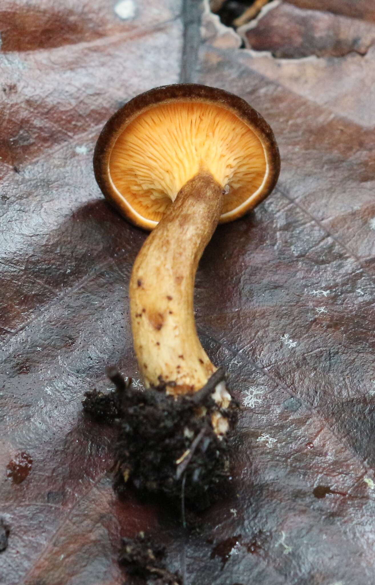 Cantharellus umbriceps Cooke 1879的圖片