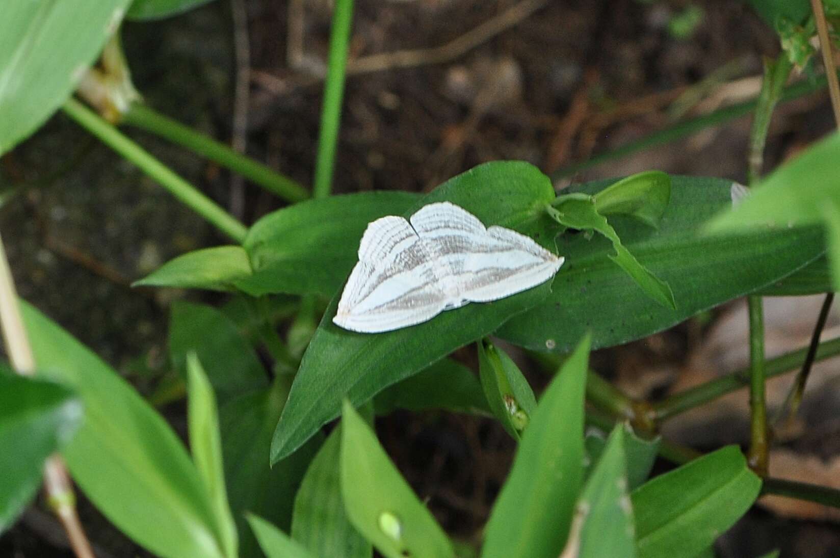 Image of Acropteris iphiata Guenée