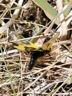 Image of An Owlfly