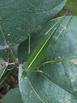 Image of Phaulula macilenta Ichikawa 2004