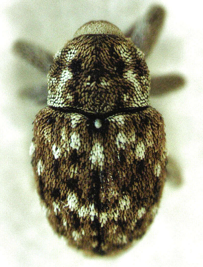 Image of Storeus albosignatus Blackburn 1890