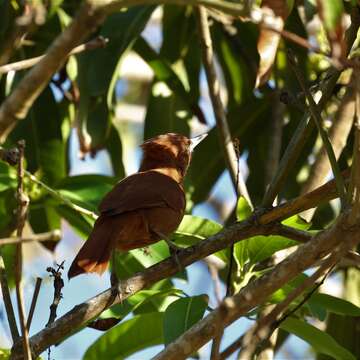 Pseudoseisura cristata (Spix 1824)的圖片