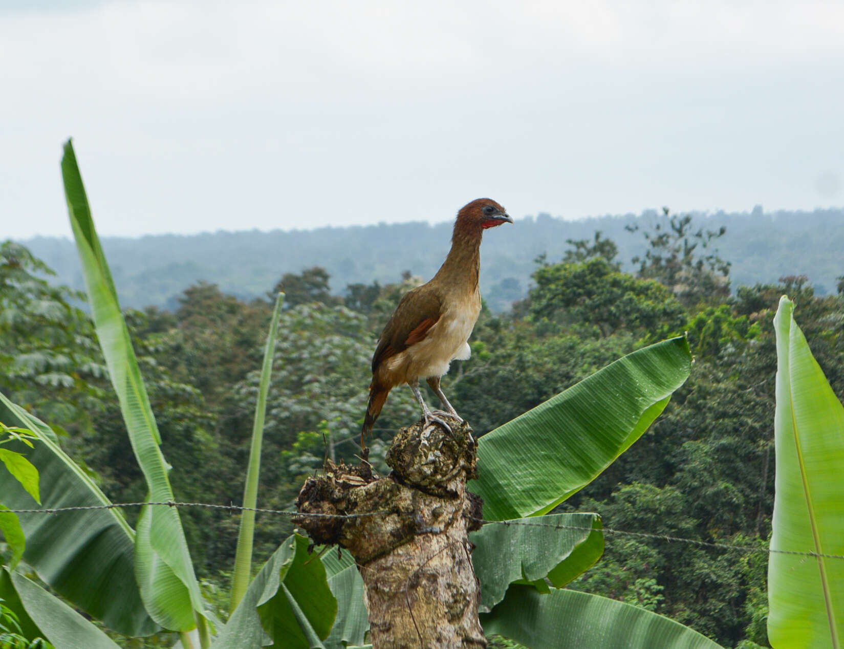 Image of Rufous-headed Chachalaca