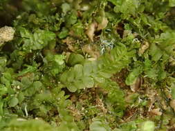 Image of Pedinophyllum interruptum (Nees) Kaal.