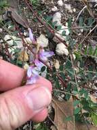 Image of Ozark milkvetch