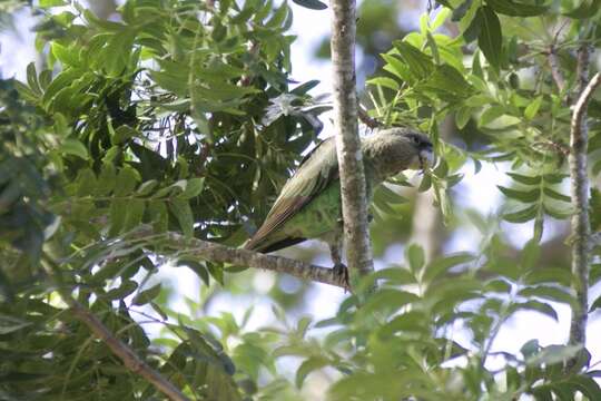 Image of Brown-necked Parrot