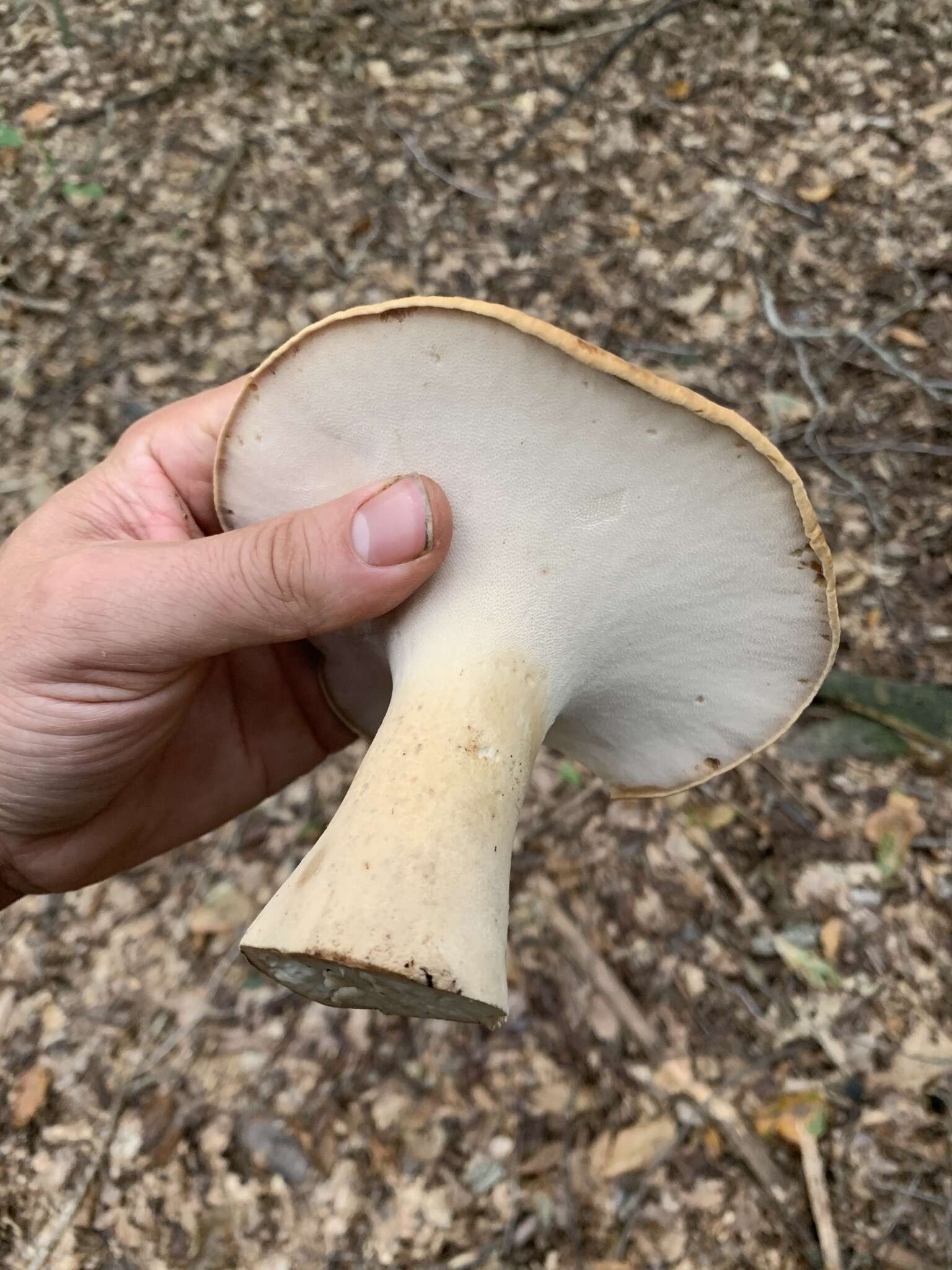 Polyporus radicatus Schwein. 1832 resmi