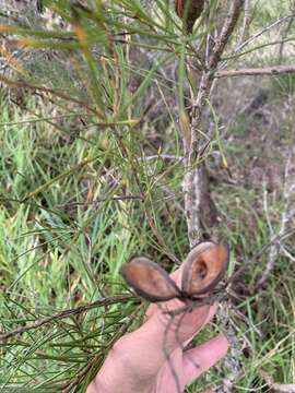 Image of Hakea actites W. R. Barker