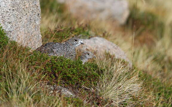 Image of Lagopus muta millaisi Hartert 1923