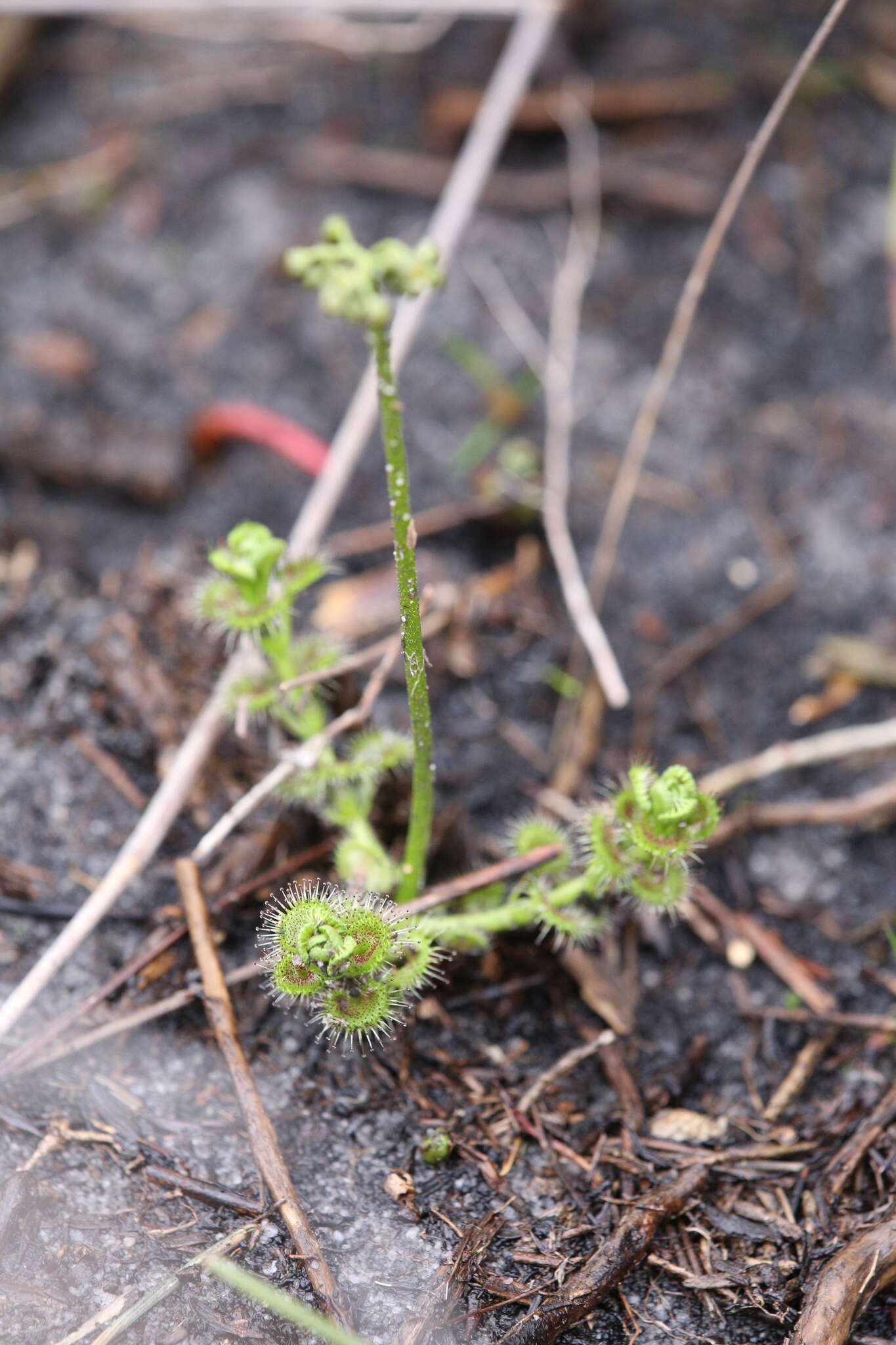 Image de Drosera stolonifera Endl.