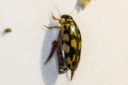 Image of Sunburst Diving Beetle