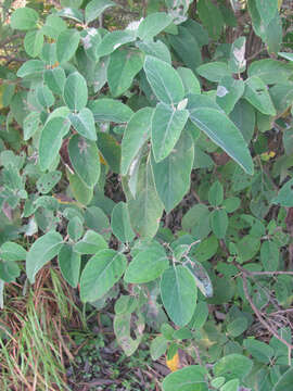 Image de Cordia boissieri A. DC.