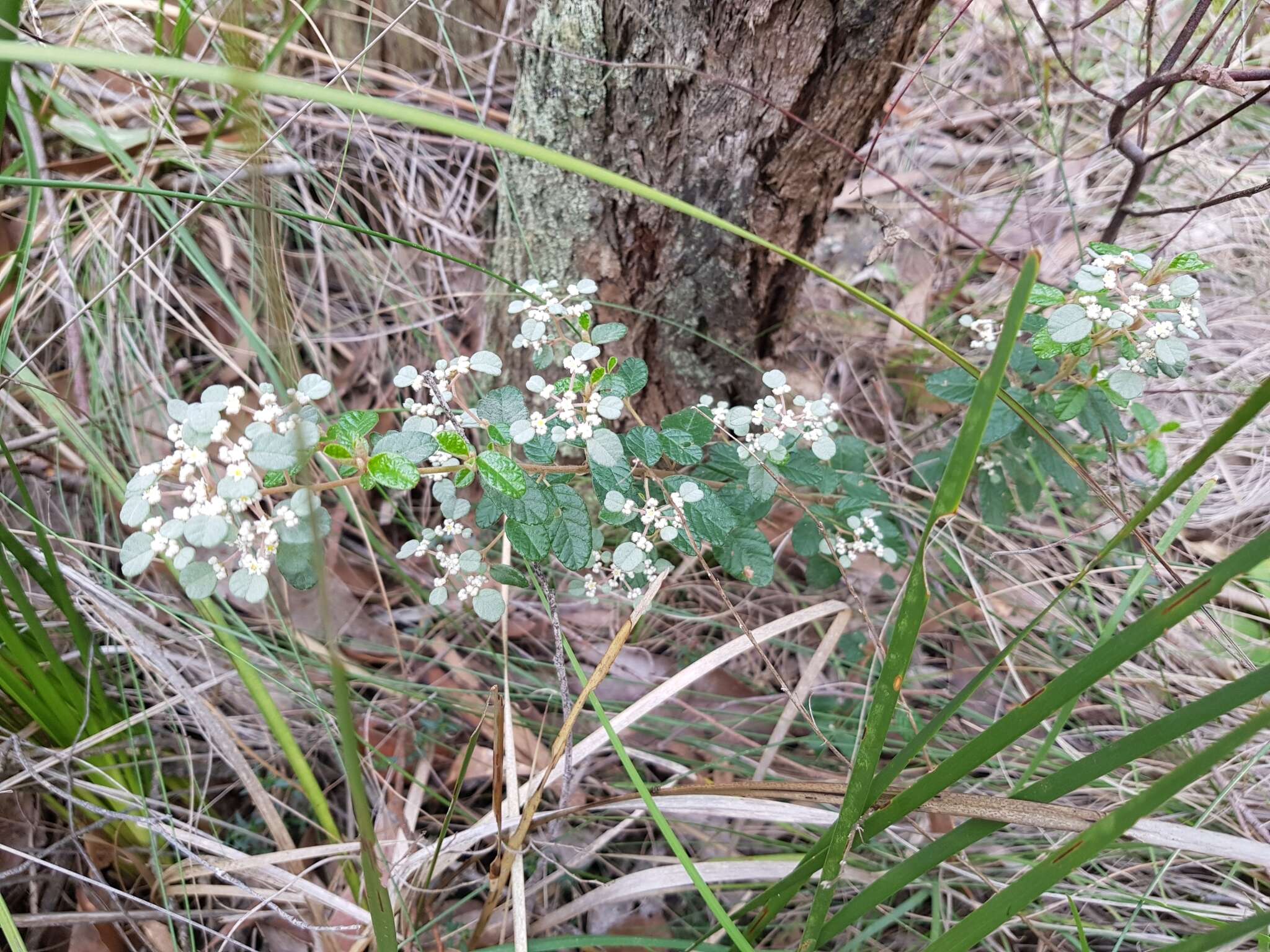 Image of Cryptandra parvifolia (Hook.) Hook. fil.