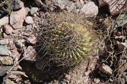 Plancia ëd Echinopsis ferox (Britton & Rose) Backeb.