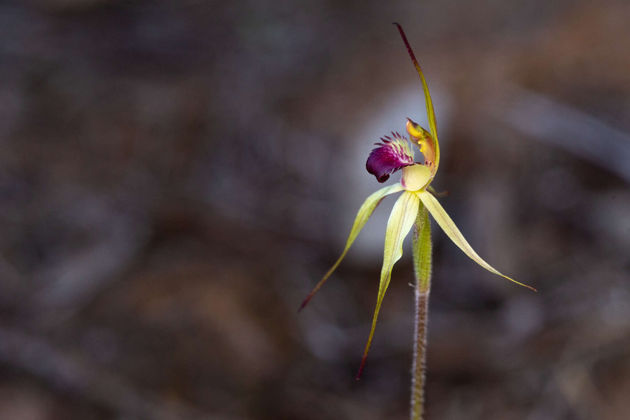 Caladenia valida (Nicholls) M. A. Clem. & D. L. Jones的圖片