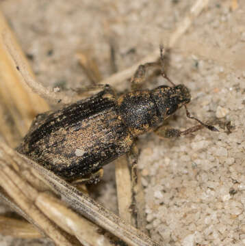 Image of Sweetclover Weevil