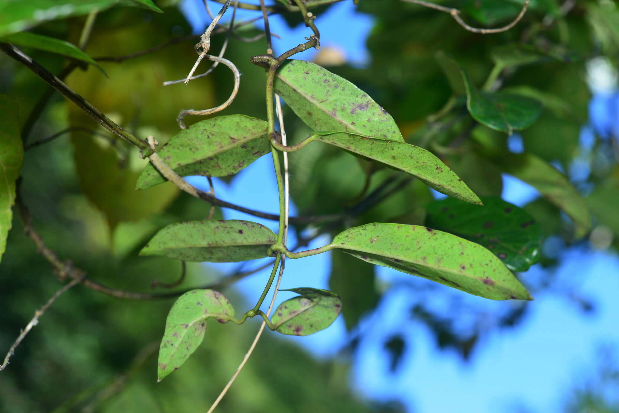 Image of Cynanchum ovalifolium Wight