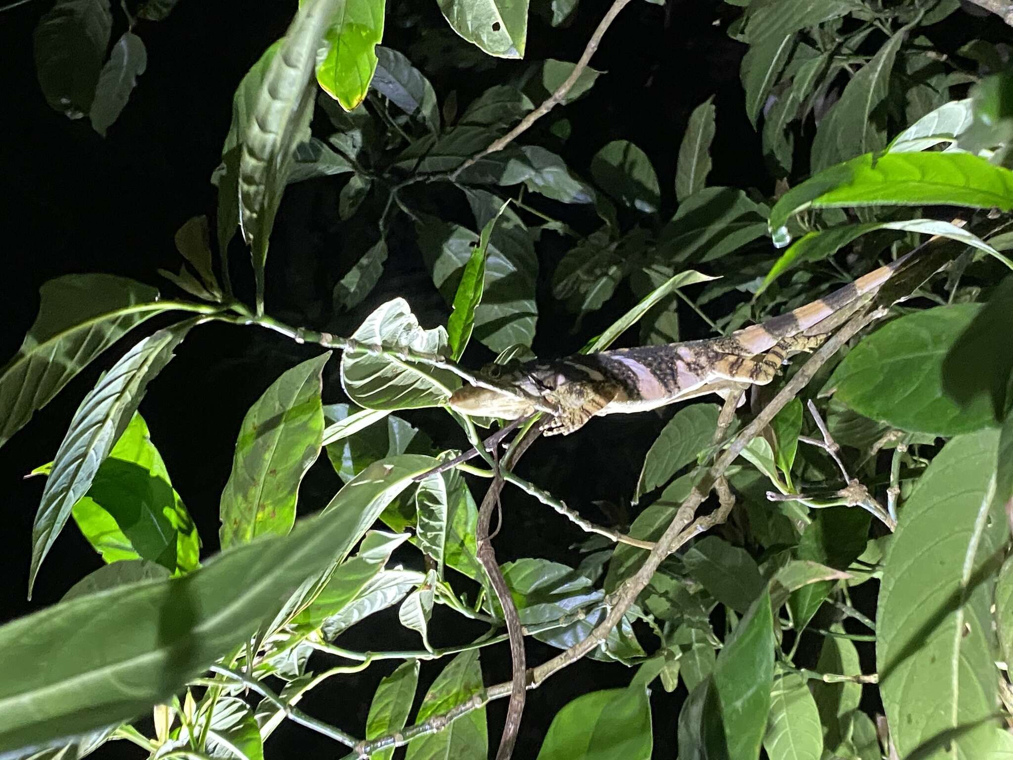 Image of Decorated Anole