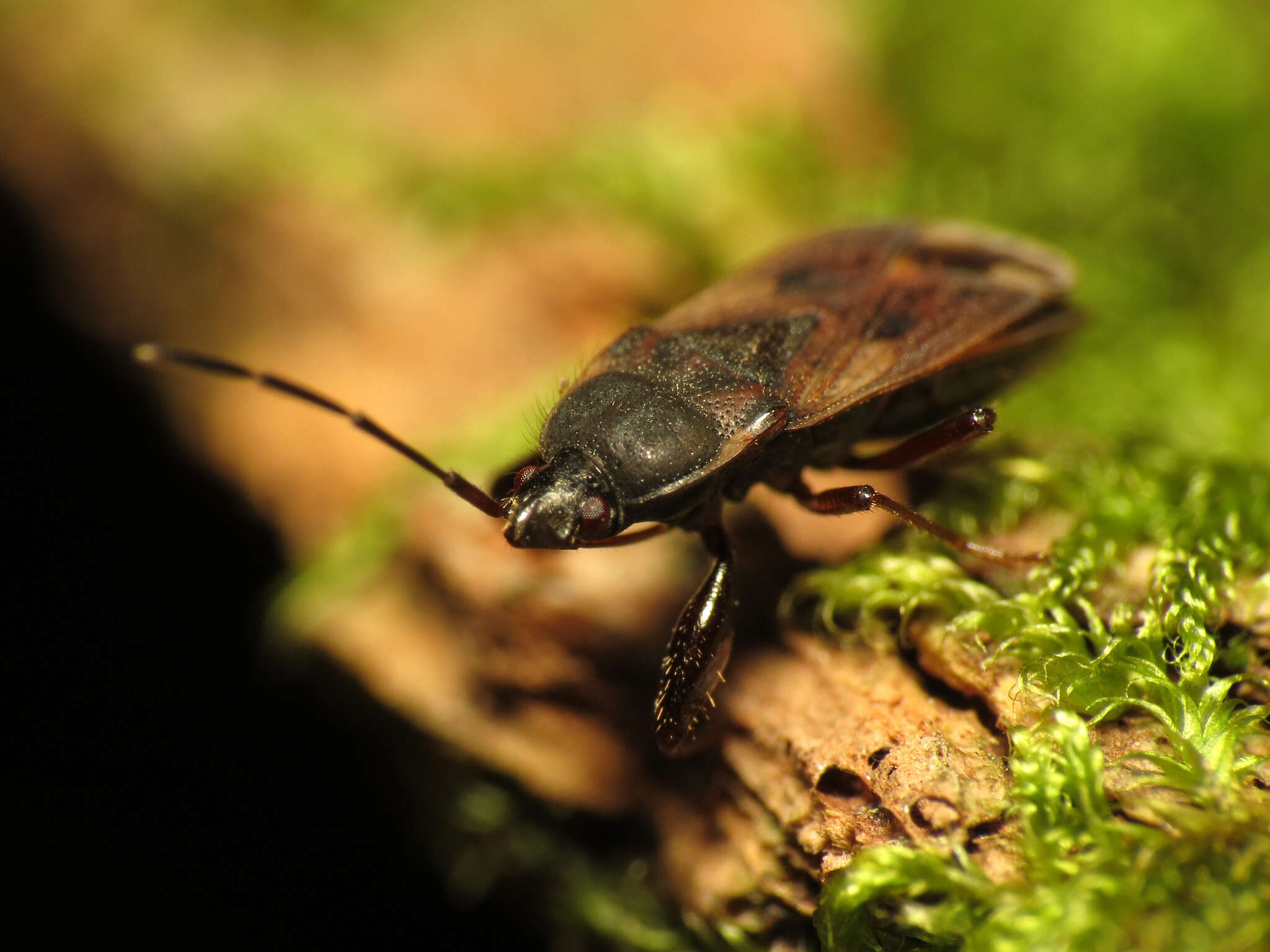 صورة Eremocoris ferus (Say & T. 1831)