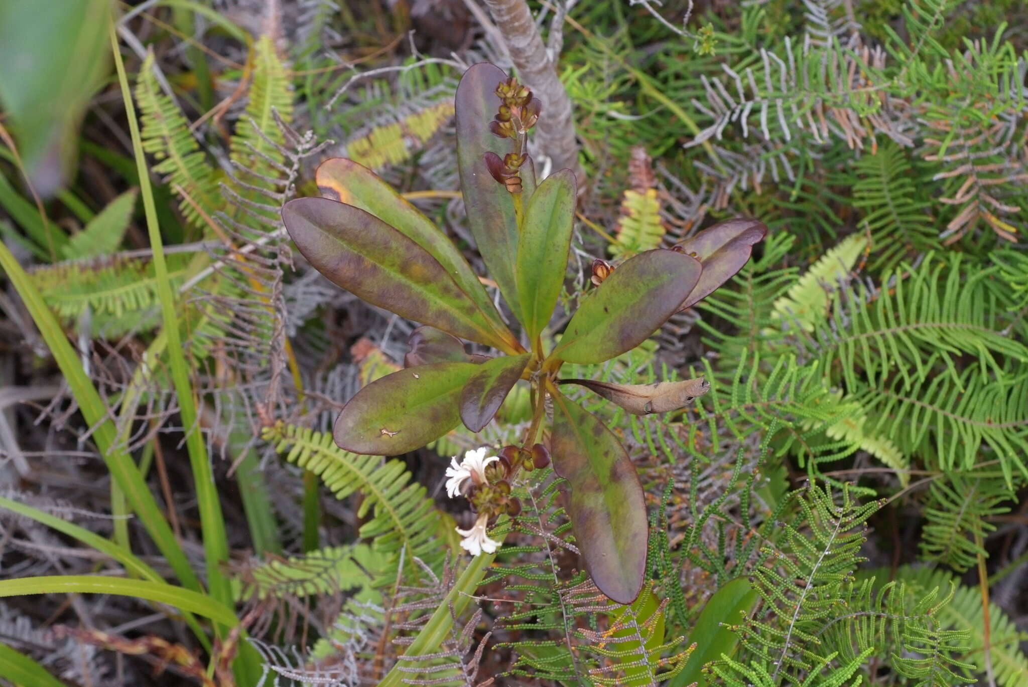 Imagem de Scaevola beckii Zahlbr.