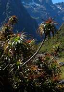 Imagem de Dracophyllum menziesii Hook. fil.