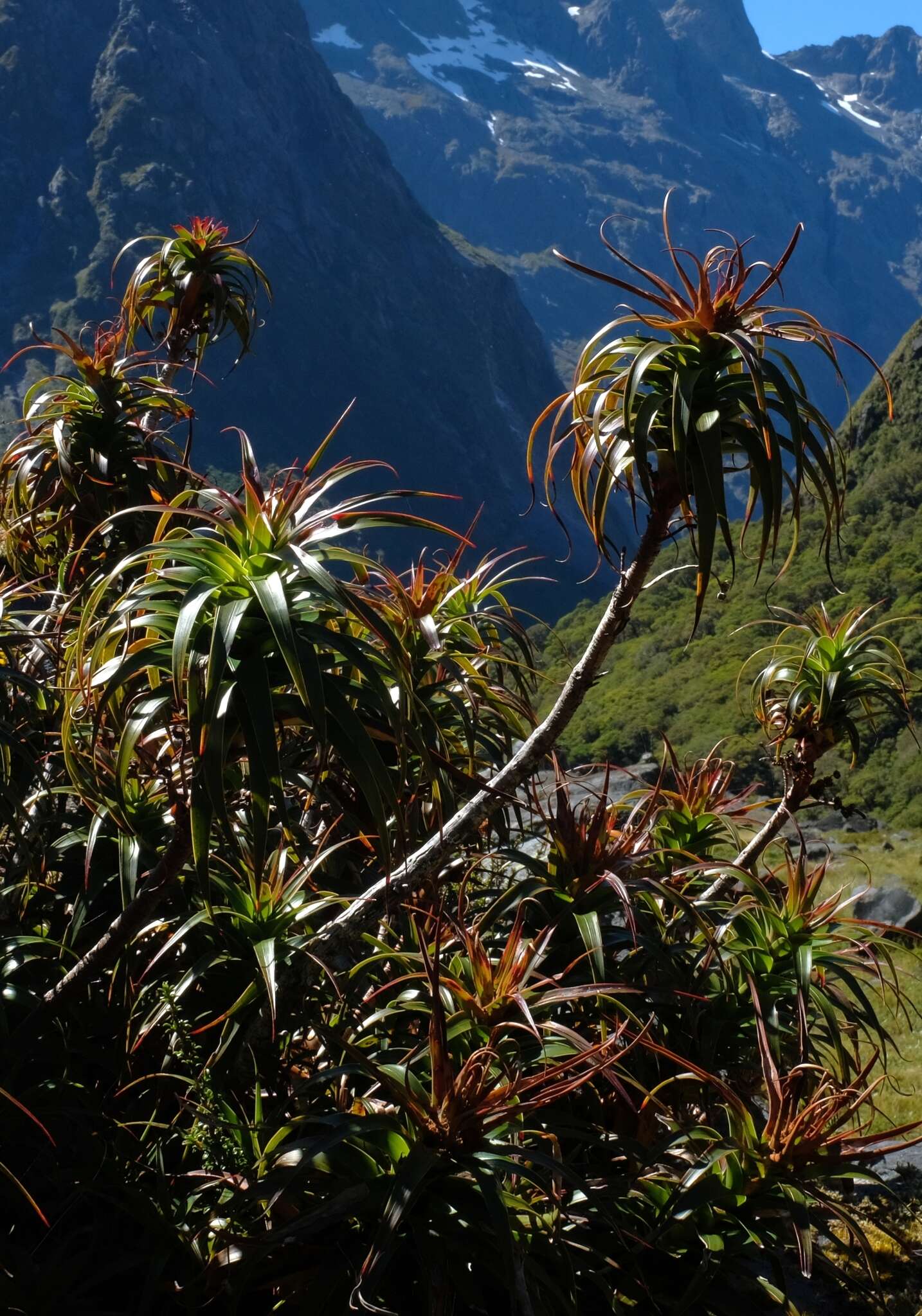 Imagem de Dracophyllum menziesii Hook. fil.