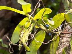 Image of Robiquetia spathulata (Blume) J. J. Sm.