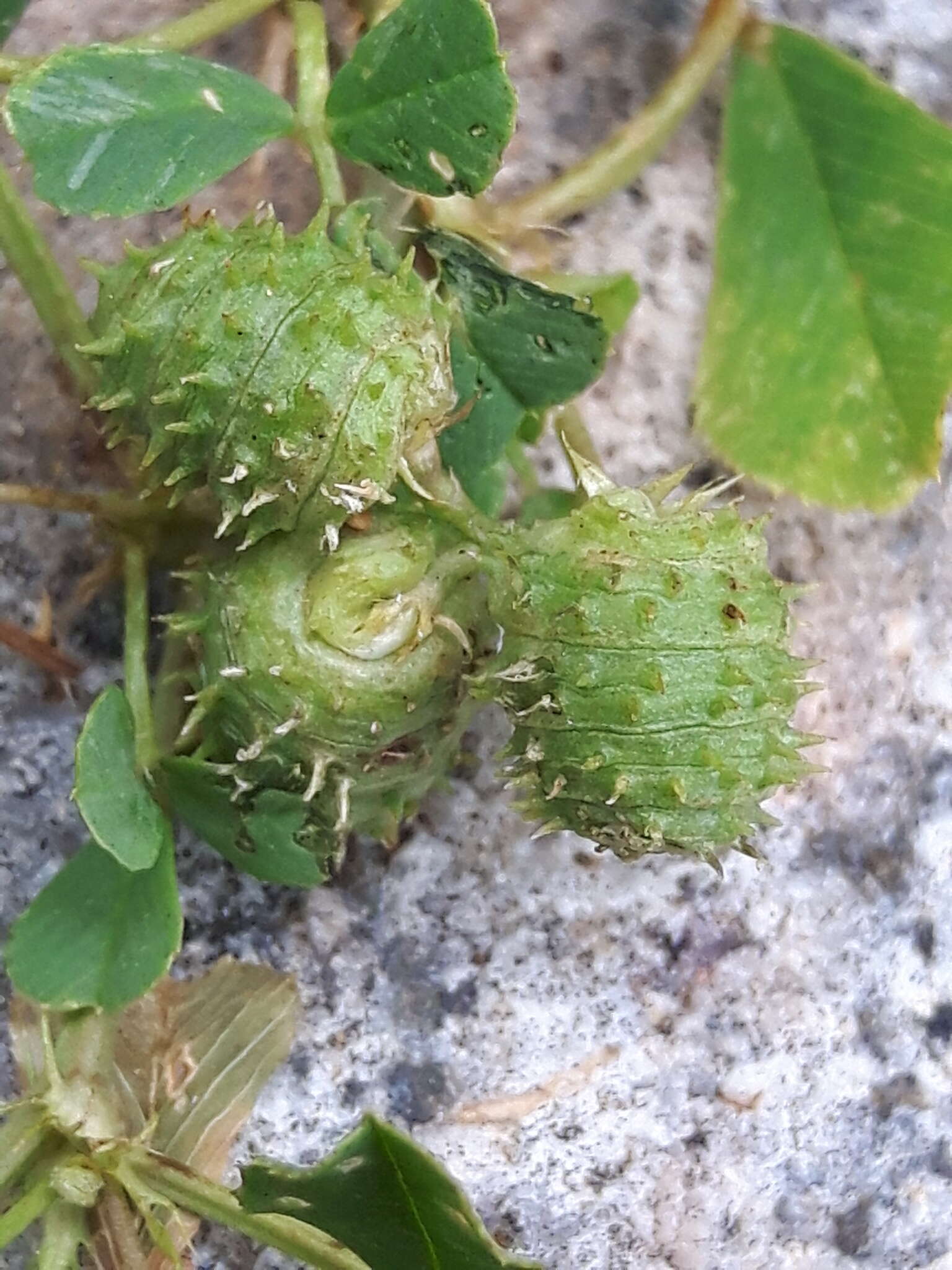 Image of Medicago murex Willd.