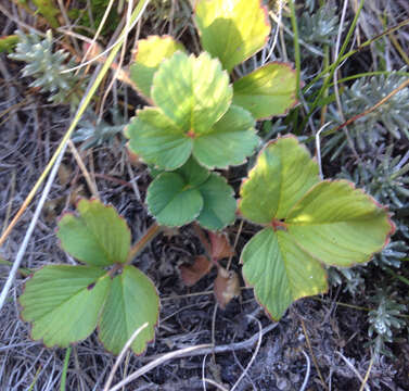 Imagem de Fragaria chiloensis subsp. chiloensis