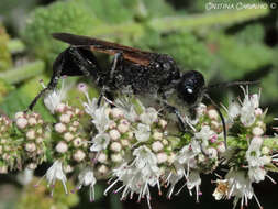 Prionyx subfuscatus (Dahlbom 1845) resmi