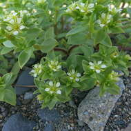 Image of seaside sandplant