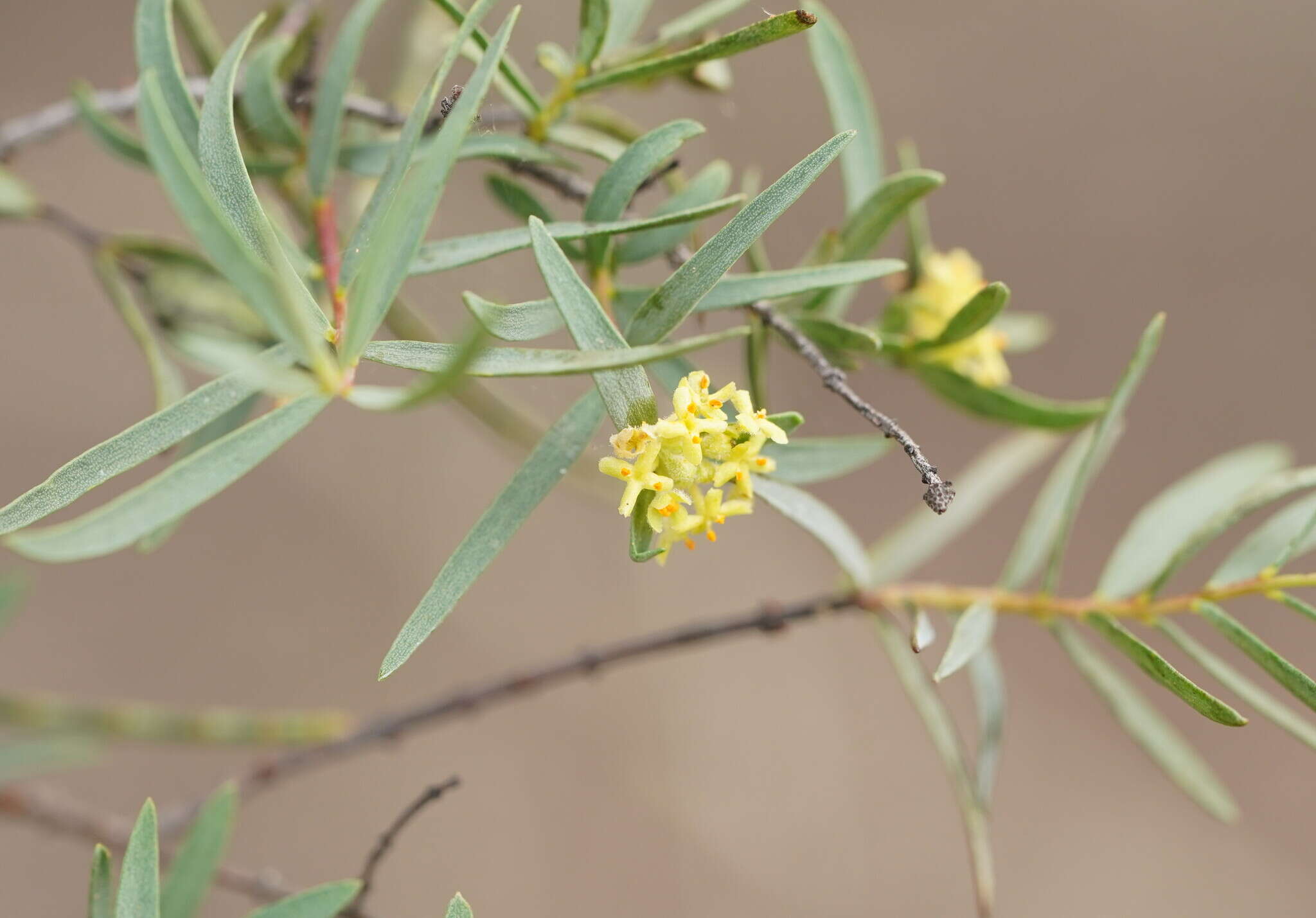 Image of Pimelea microcephala R. Br.