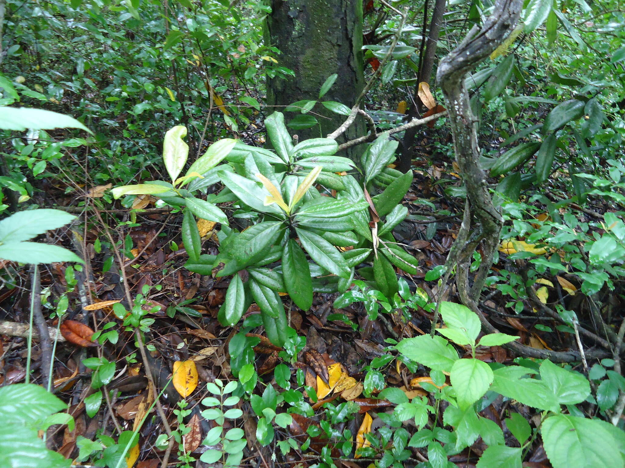 Image of southern magnolia