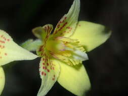 Image de Caladenia flava subsp. maculata Hopper & A. P. Br.