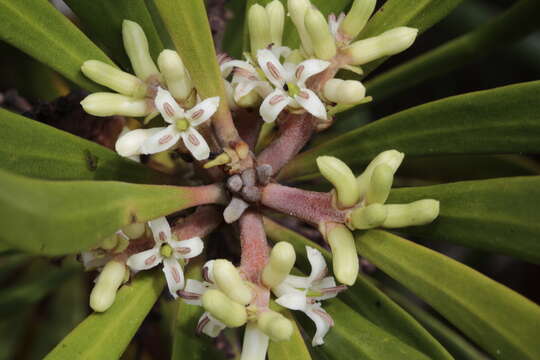 Image of Garnieria spathulifolia (Brongn. & Gris) Brongn. & Gris