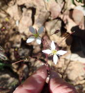 Image de Heliophila crithmifolia Willd.