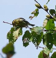 Image of Blackburnian Warbler