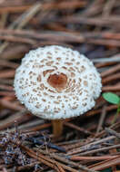 Image of Lepiota lilacea Bres. 1892