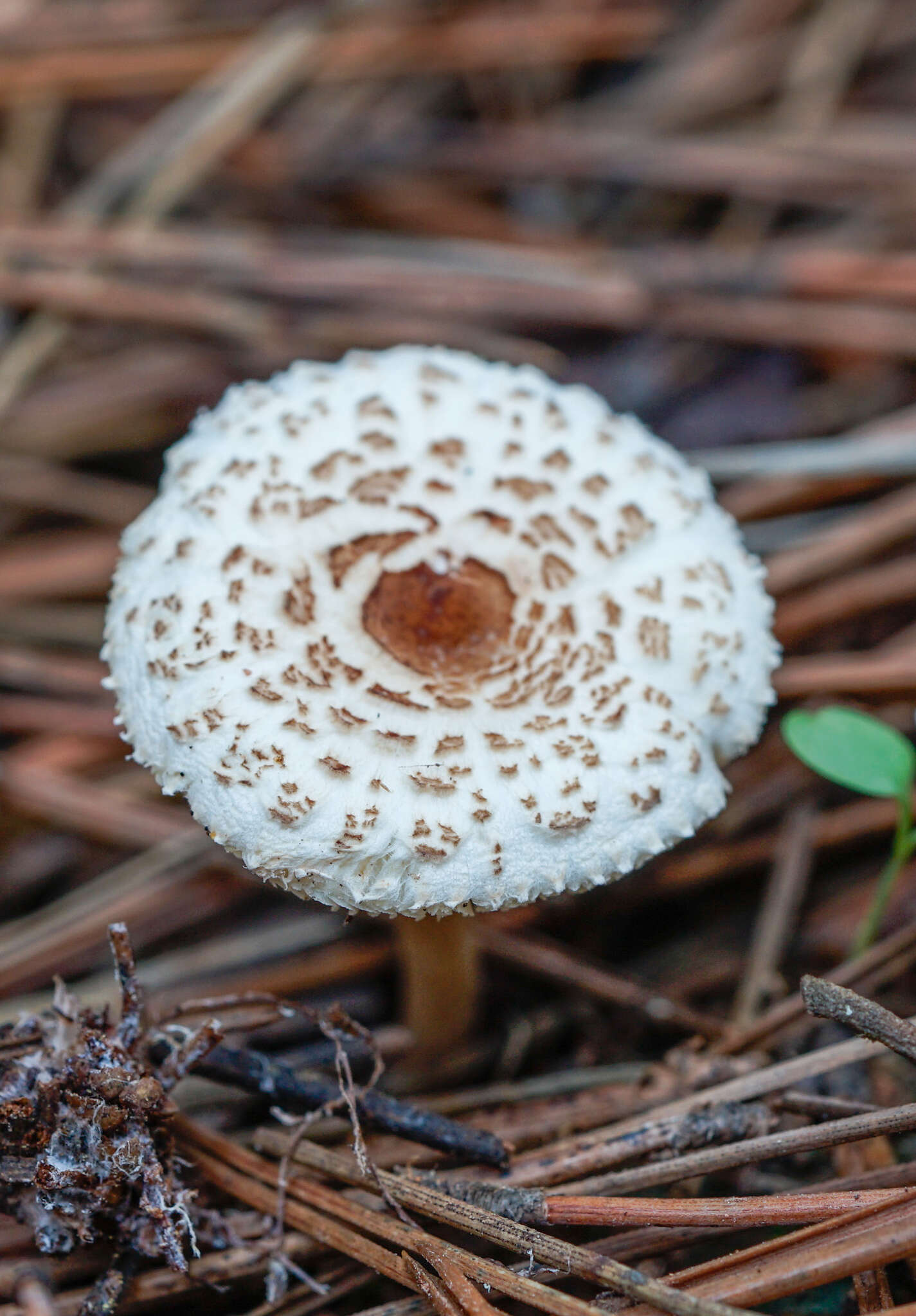 Image of Lepiota lilacea Bres. 1892