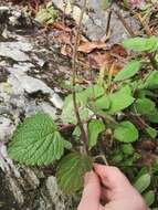 Image of <i>Coleus foetidus</i>